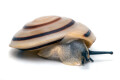 Pleurodonte marginella marginella Cuba light juvenil